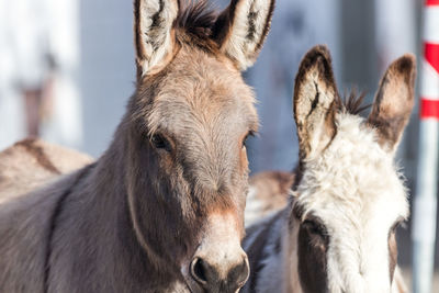 Close-up portrait of a horse