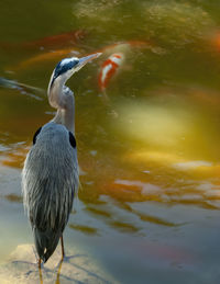 Close-up of bird in lake