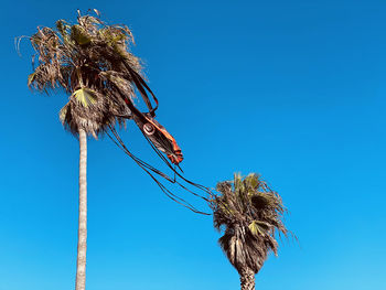 Low angle view of wilted plant against clear blue sky