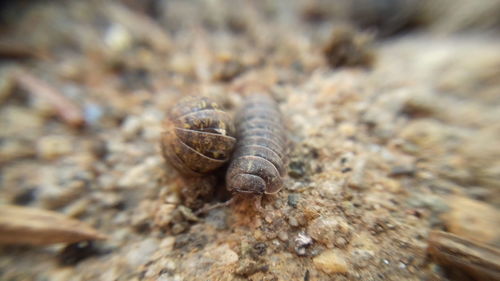 Close-up of snail