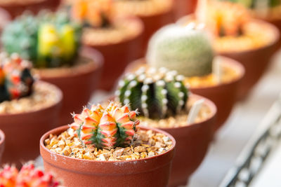 Cactus and succulent plants in flower market