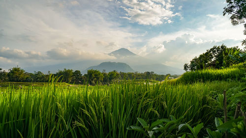 Scenic view of agricultural field against sky