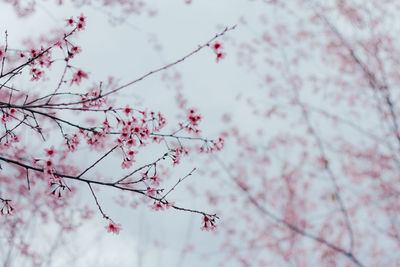 Low angle view of pink cherry blossom tree
