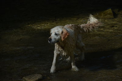 Dog on wet land