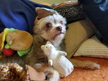 High angle view of puppy relaxing at home