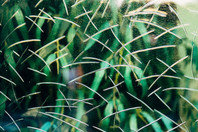 Close-up of green plant