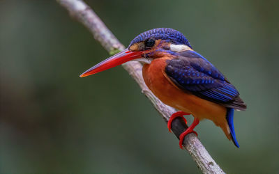 Blue eared kingfisher shot at selangor malaysia