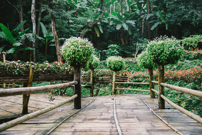 View of footpath in garden