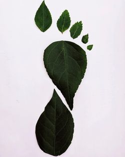 High angle view of plant leaves against white background