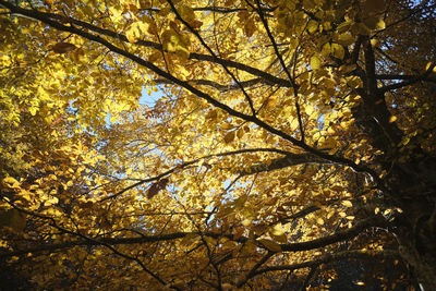 Low angle view of tree during autumn