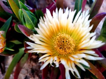 Close-up of white flowering plant