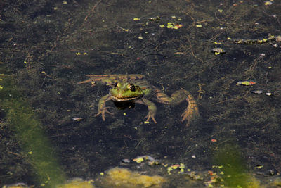 High angle view of frog in water