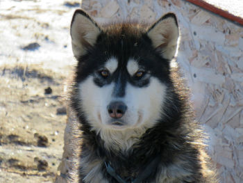 Close-up portrait of dog against white wall