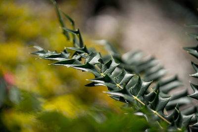Close-up of plant growing outdoors