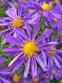 Close-up of purple flower