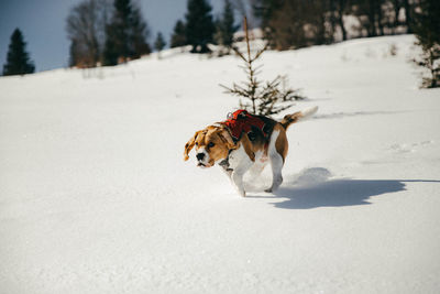 Dog running on snow covered land