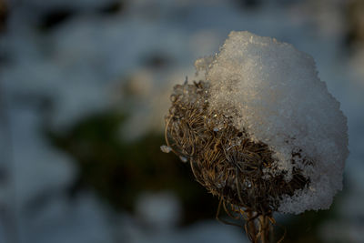 Close-up of dry mushroom during winter