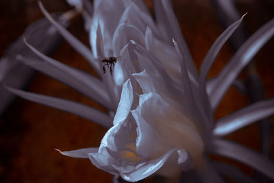 Close-up of insect on white flower