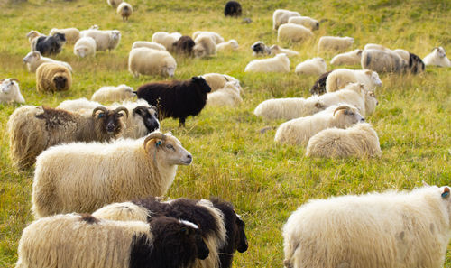 Sheep grazing on field