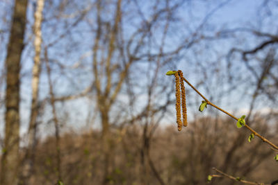 Low angle view of plant on branch against sky