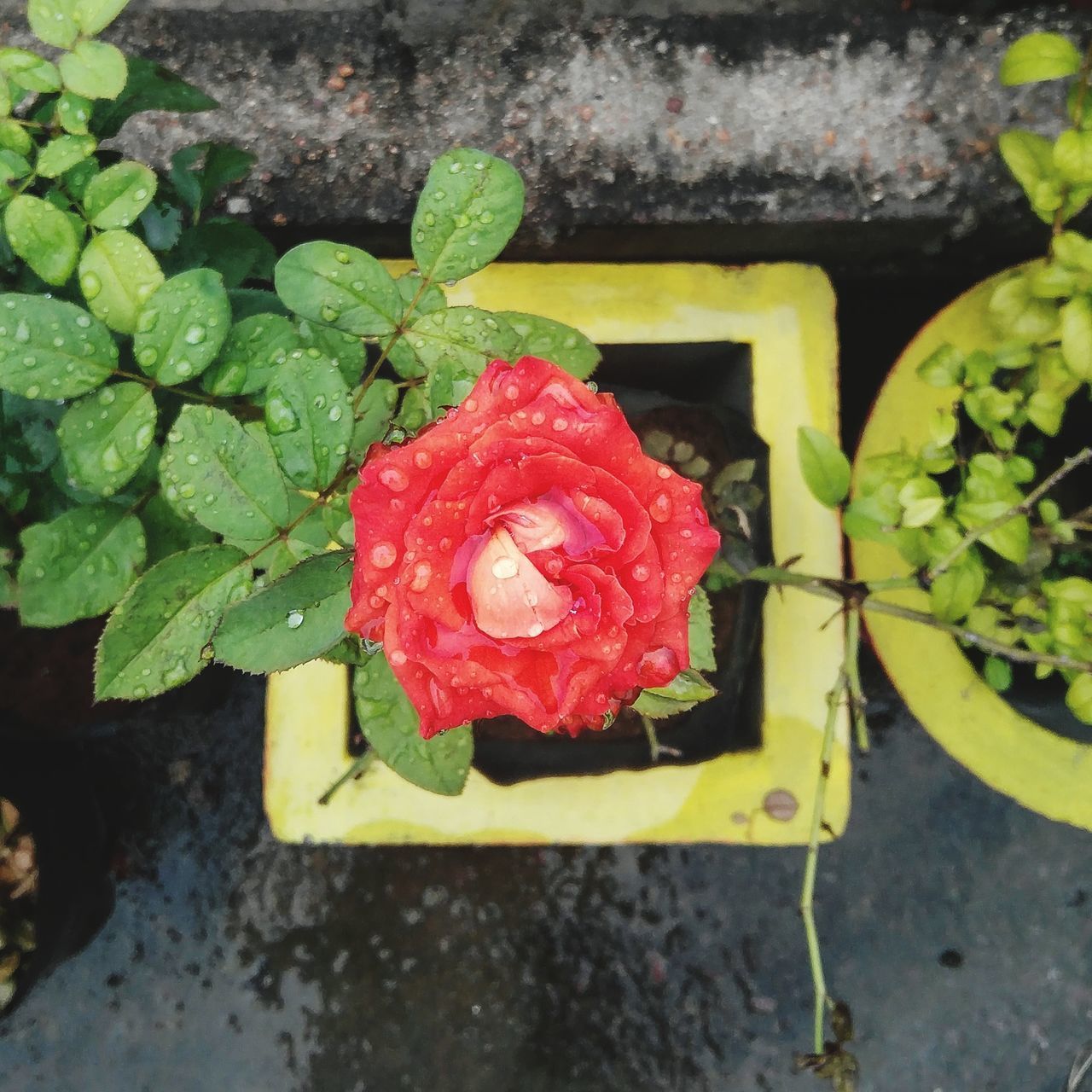 HIGH ANGLE VIEW OF ROSE BOUQUET