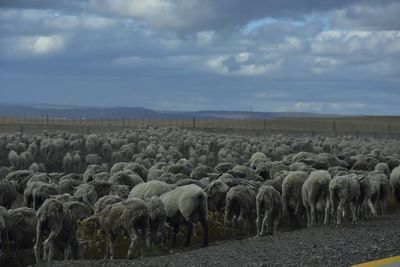 View of sheep on field against sky