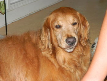 Close-up portrait of golden retriever