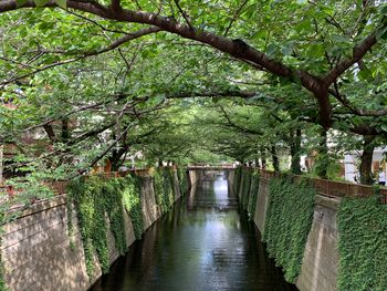 Bridge over canal amidst trees