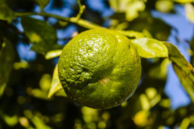 Close-up of fruit on tree