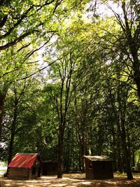Trees against clear sky