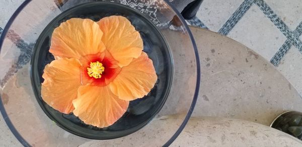 High angle view of orange flower on table