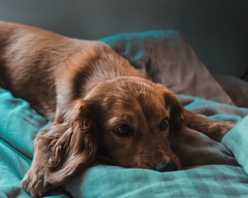 Close-up portrait of dog resting on bed