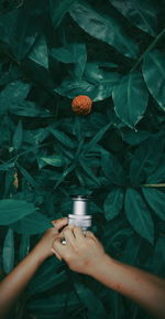 High angle view of hand holding leaf