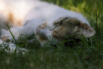 View of cat relaxing on field