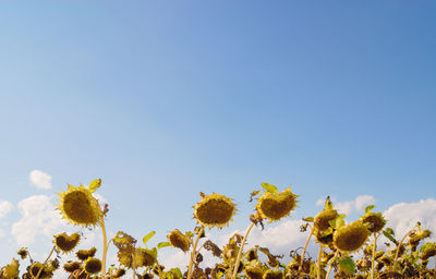 Low angle view of sunflowers against clear sky