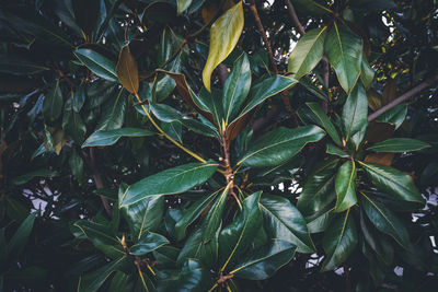 High angle view of plant leaves on field