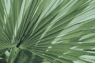 Full frame shot of palm leaves