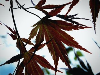 Close-up low angle view of leaves