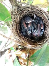 Close-up of bird