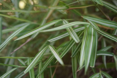 Full frame shot of bamboo on field