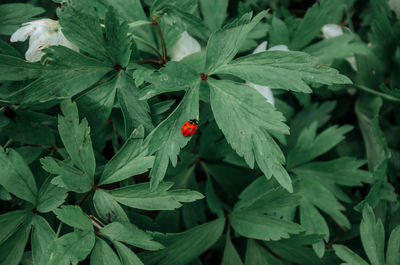 Close-up of ladybug on plant