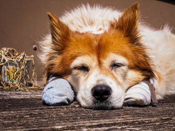 Close-up portrait of a dog resting