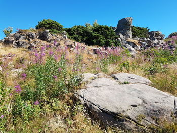 Purple flowering plants on rocks against clear sky