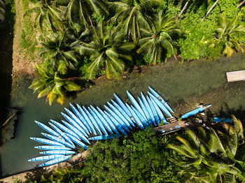 Close-up of palm tree