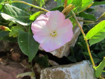 Close-up of pink flower