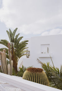 Palm tree and cactus garden. minimal floral botanical aesthetic wallpaper. travel in details. 