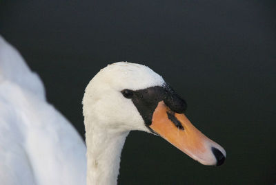 Close-up of swan