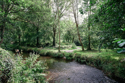 Plants and trees in forest