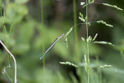 Close-up of insect on plant