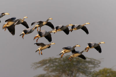 Flock of birds flying against sky